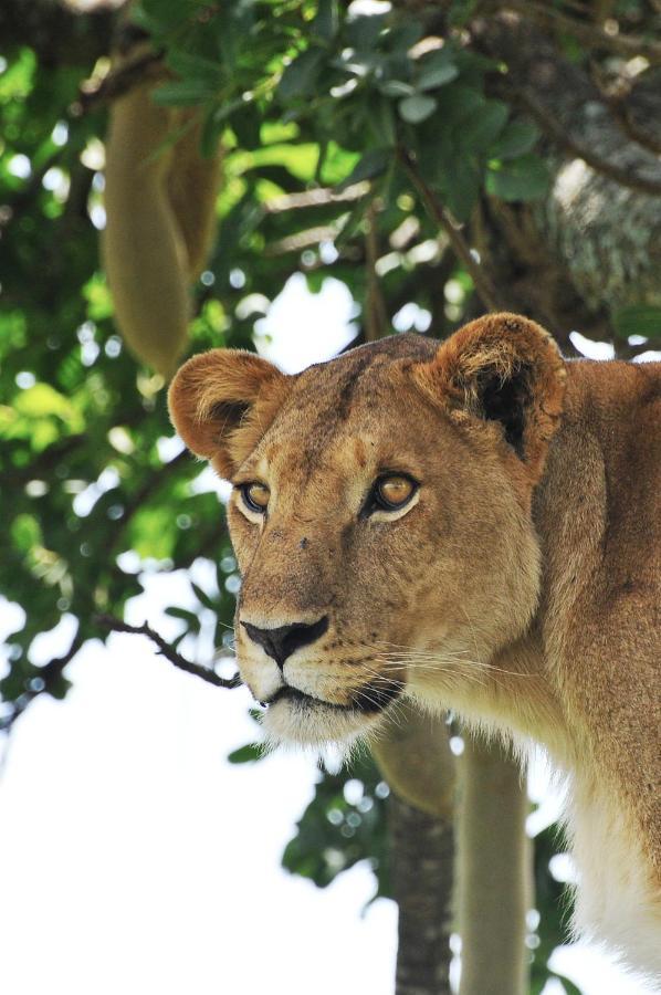 Apoka Safari Lodge Loitanit Zewnętrze zdjęcie