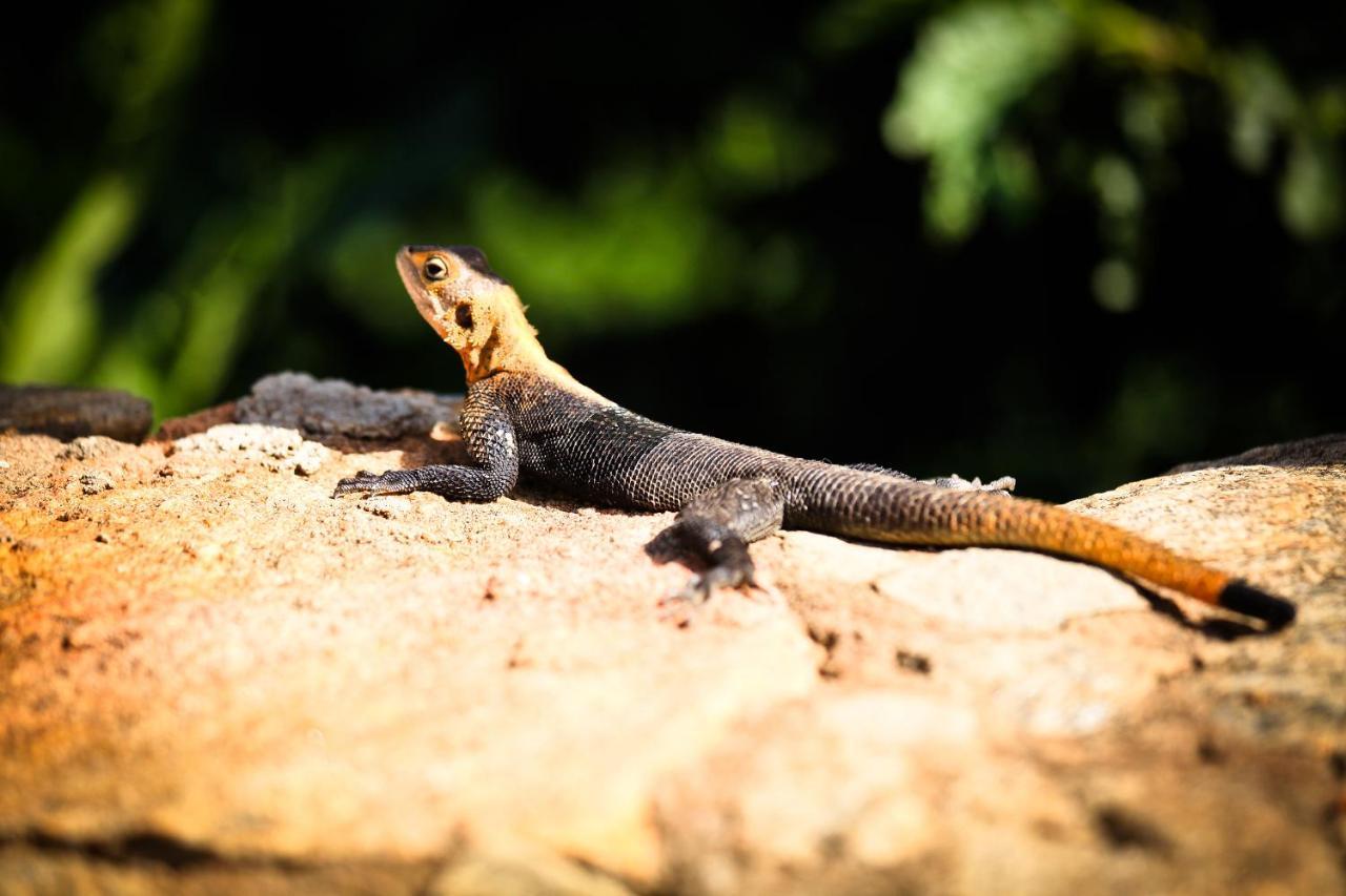 Apoka Safari Lodge Loitanit Zewnętrze zdjęcie
